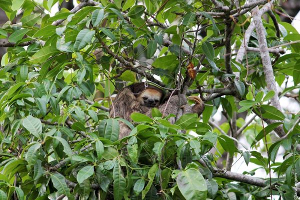 A napping sloth.